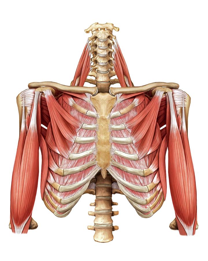 Muscles Of The Thorax Photograph By Asklepios Medical Atlas Fine My