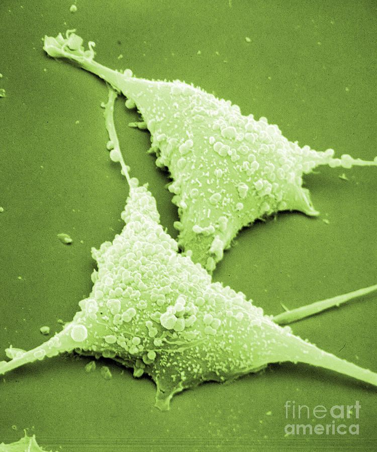 Mycoplasma #7 Photograph by David M. Phillips