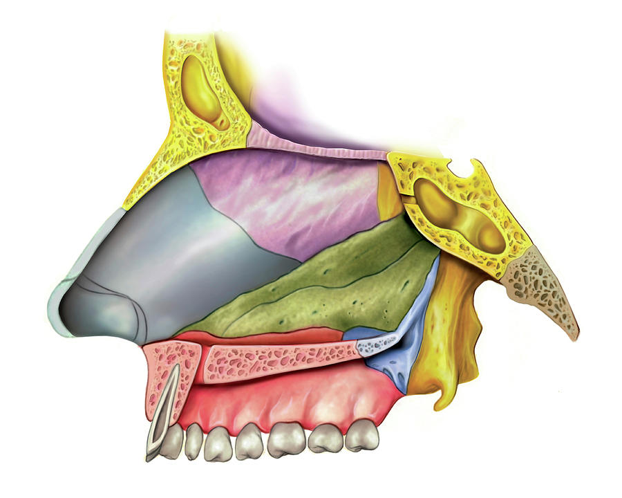 Nasal Cavity Photograph By Asklepios Medical Atlas 4433