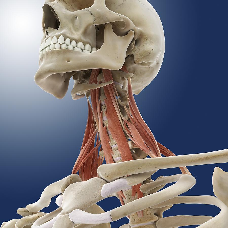 Neck muscles, artwork Photograph by Science Photo Library - Fine Art ...