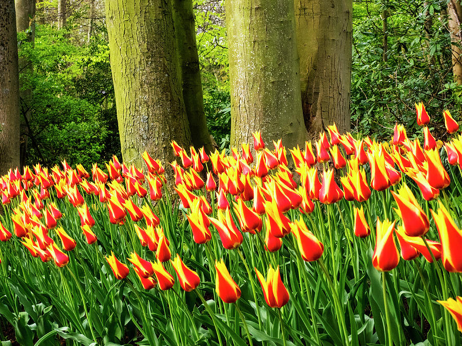 Flowers Still Life Photograph - Netherlands, Lisse, Keukenhof Gardens #7 by Terry Eggers