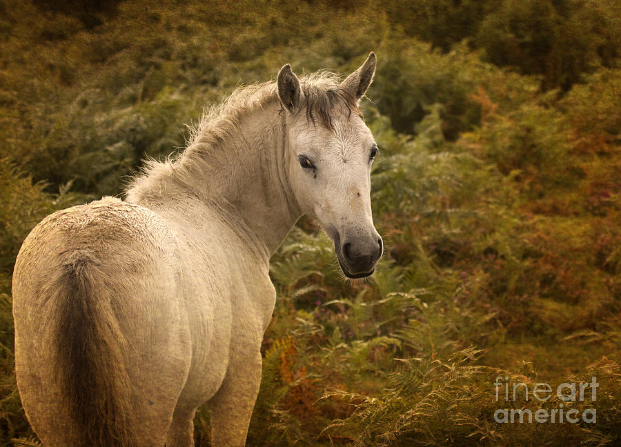 New Forest Pony #7 Photograph by Ang El