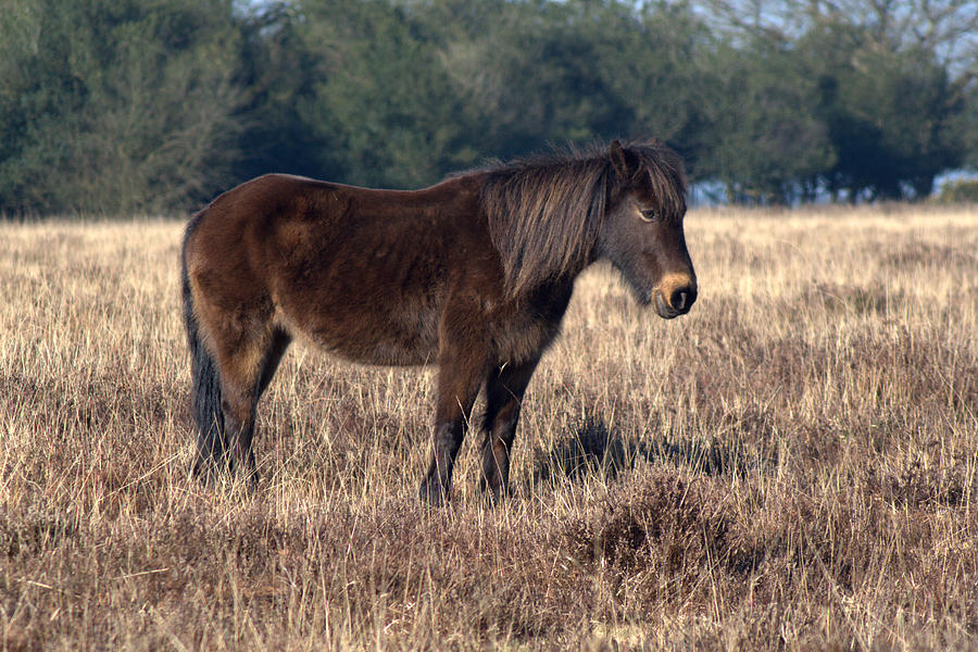 New Forest Pony #7 Photograph by Chris Day