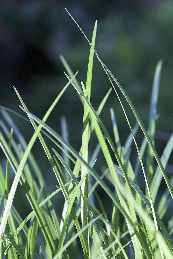 Grass Photograph - Grass by Jill Blackwood Grass Photograph - Grass by Jill Blackwood