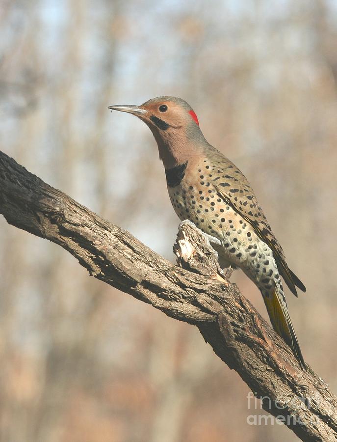 Northern Flicker #7 Photograph by Jack R Brock