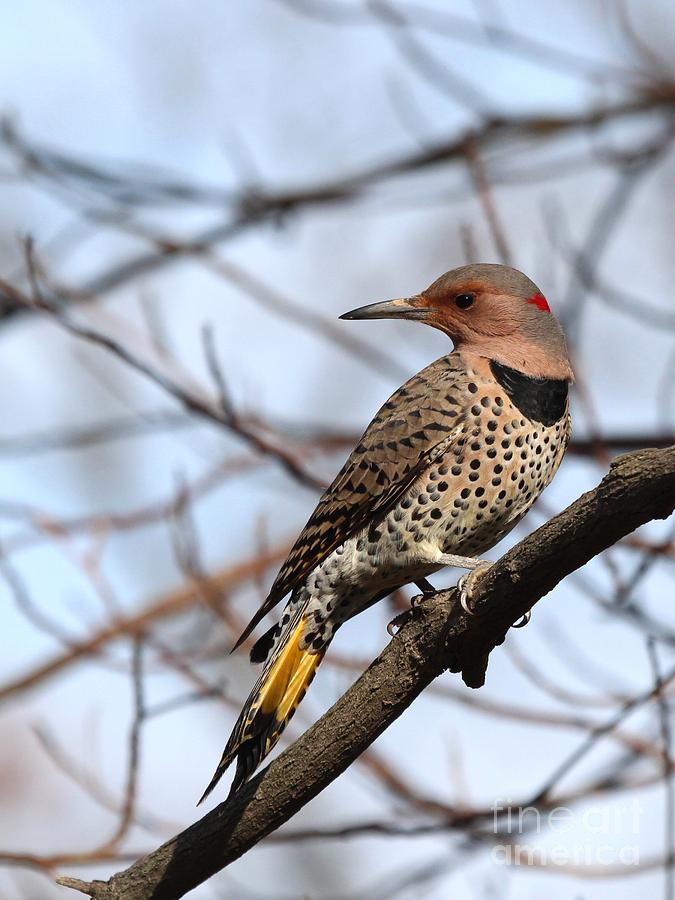 Nature Photograph - Northern Flicker Yellow-shafted #7 by Jack R Brock