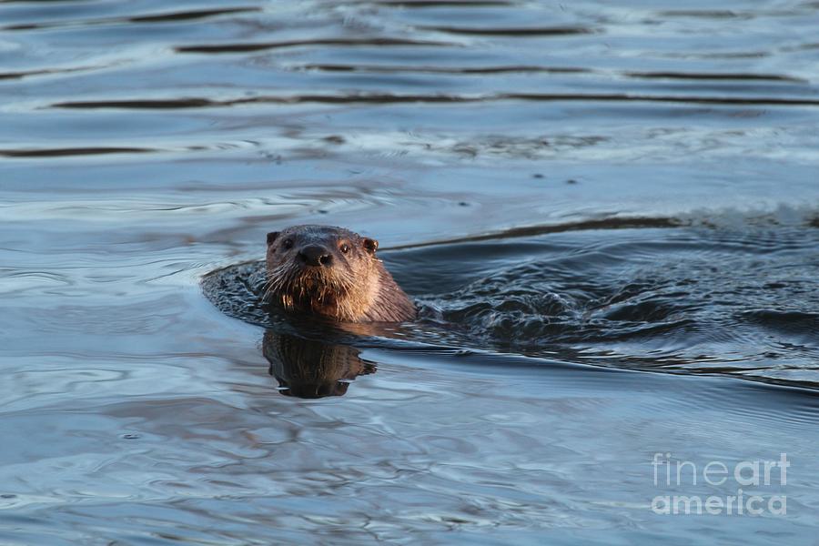 Northern River Otter #7 Photograph by Jack R Brock