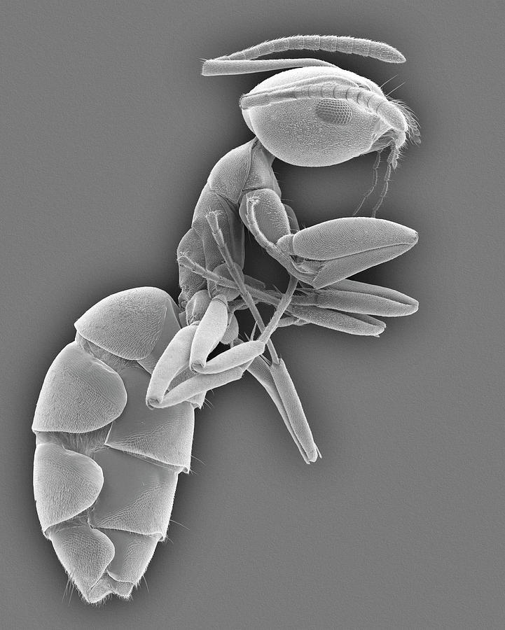 Grease Movie Photograph - Odorous House Ant #7 by Dennis Kunkel Microscopy/science Photo Library