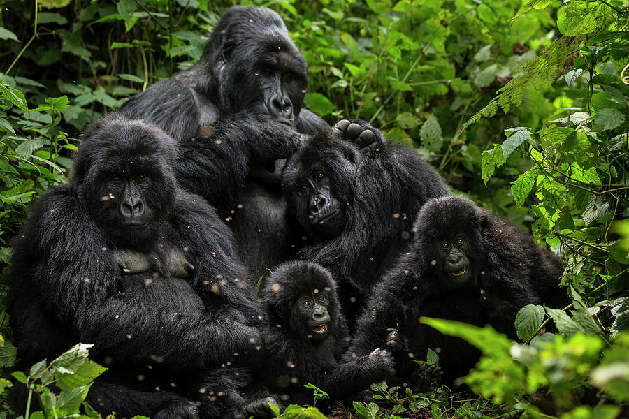 Oil Exploratin Threatens Virunga #7 Photograph by Brent Stirton