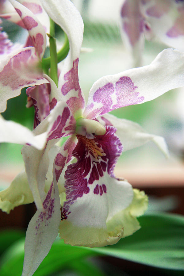 Orchid Photograph - Orchid #7 by Lali Kacharava