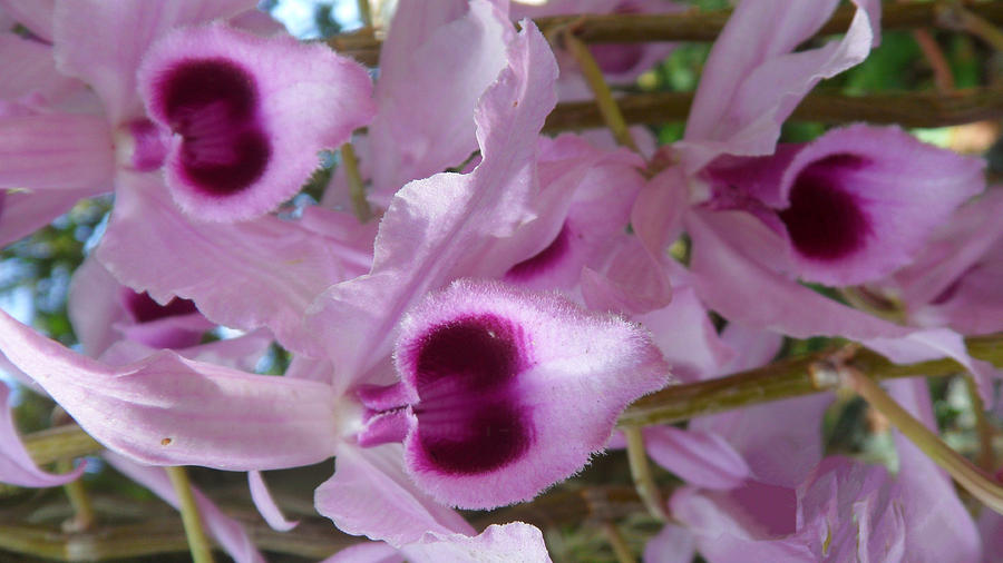 Orchids--Dendrobium #7 Photograph by Xueyin Chen