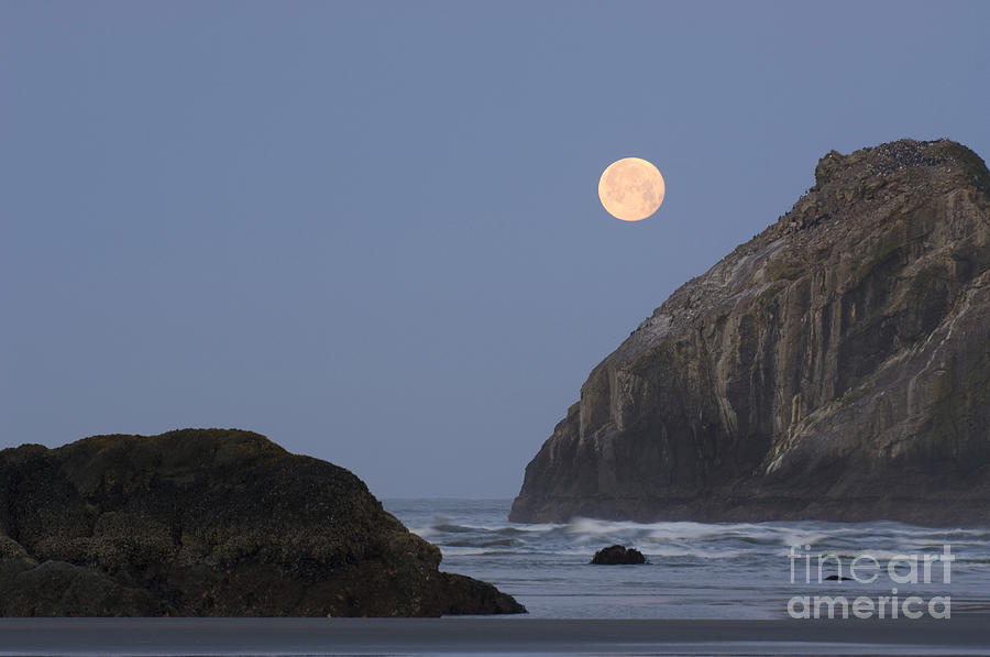 Oregon Coast #7 Photograph by John Shaw