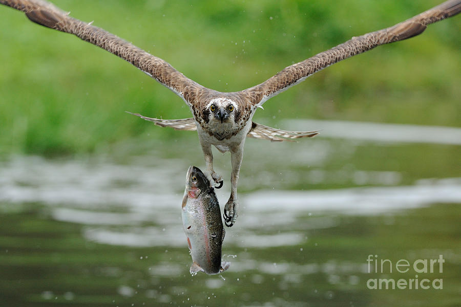 Osprey Catching Trout #7 Photograph by Scott Linstead