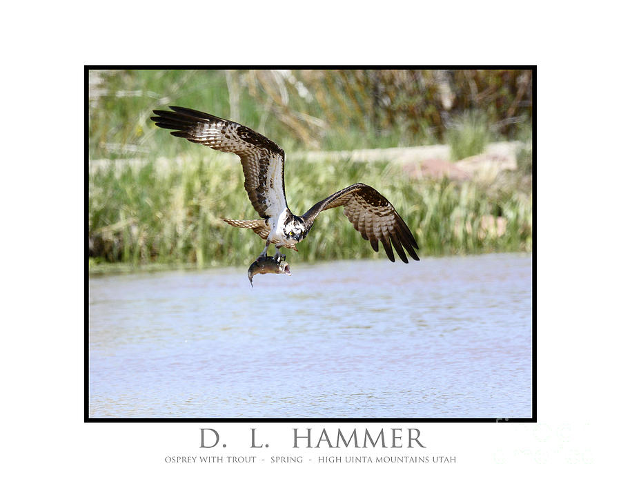 Osprey with Trout #7 Photograph by Dennis Hammer