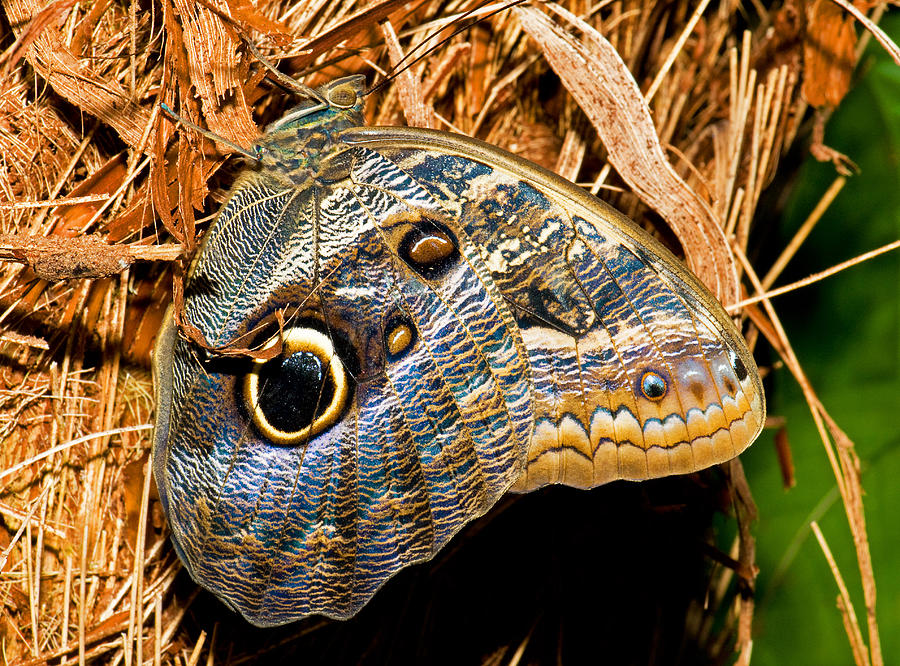 Owl Butterfly #7 Photograph by Millard H. Sharp