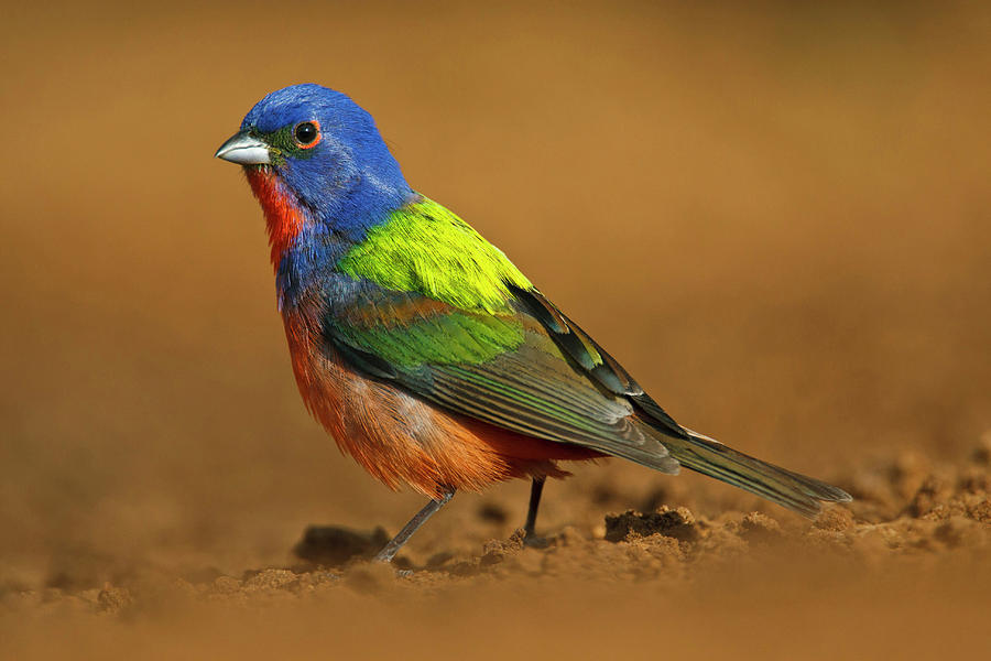 Painted Bunting (passerina Ciris Photograph by Larry Ditto | Fine Art ...