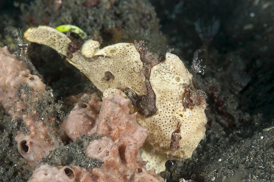 Painted Frogfish Photograph By Andrew J Martinez Fine Art America   7 Painted Frogfish Andrew J Martinez 