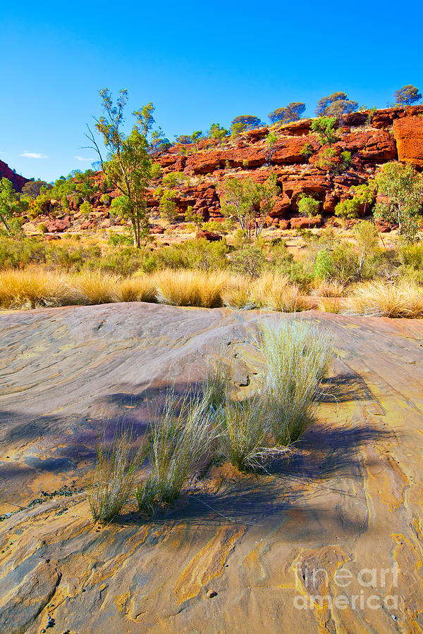 Palm Valley Central Australia  #7 Photograph by Bill  Robinson