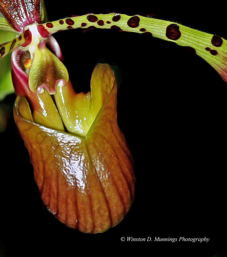 Paphiopedilum Orchid #7 Photograph by Winston D Munnings