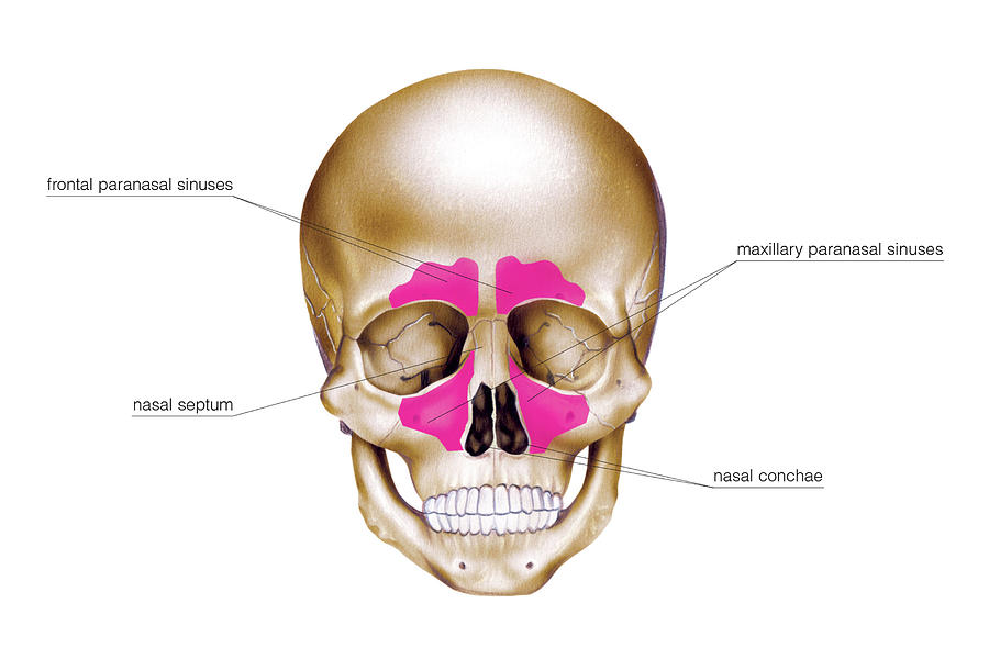 paranasal sinuses skull