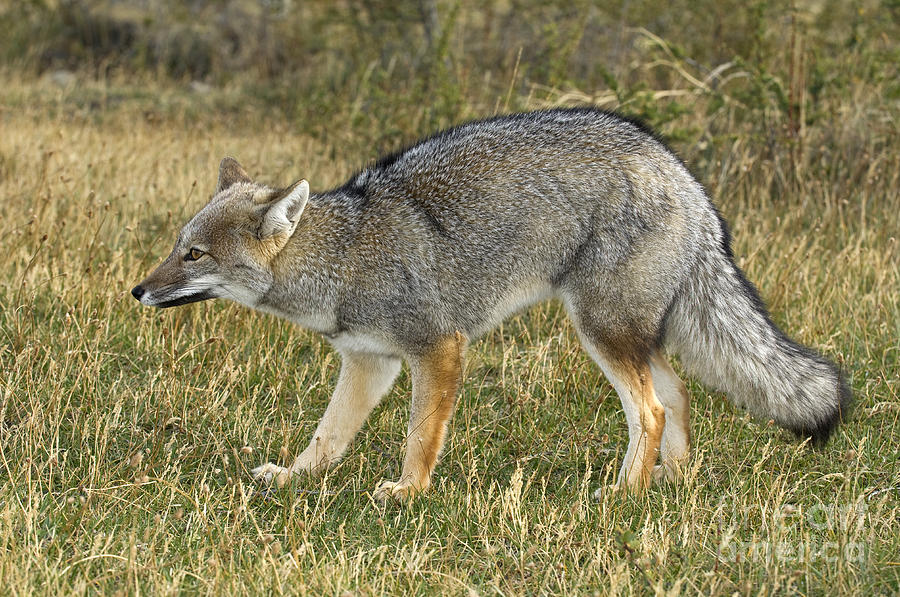 Patagonia Grey Fox #7 Photograph by John Shaw