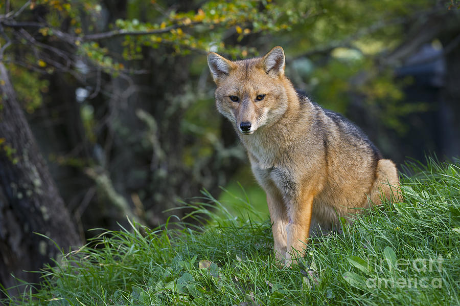 Patagonian Red Fox #7 Photograph by John Shaw