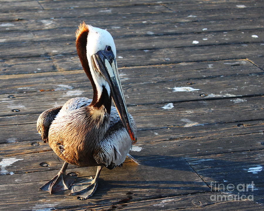 Pelican #7 Photograph by Henrik Lehnerer