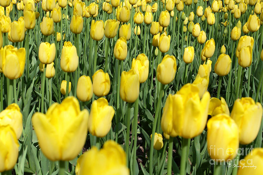 Pella Tulips #7 Photograph by Steve Javorsky