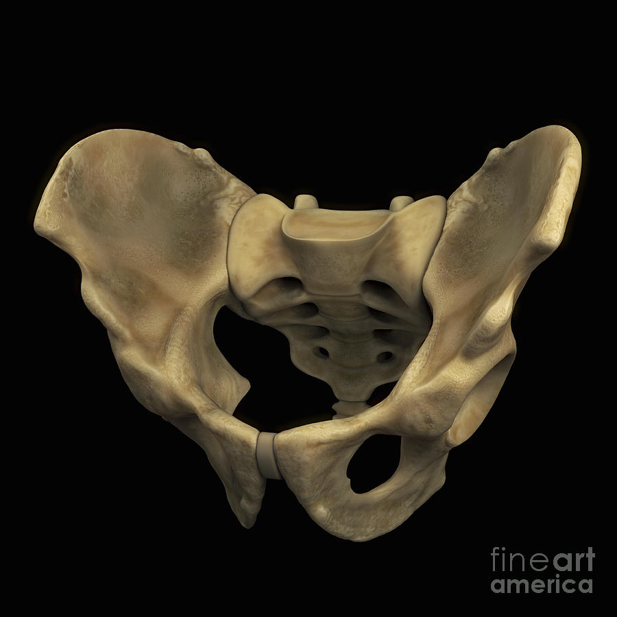 https://images.fineartamerica.com/images-medium-large-5/7-pelvic-bones-male-science-picture-co.jpg