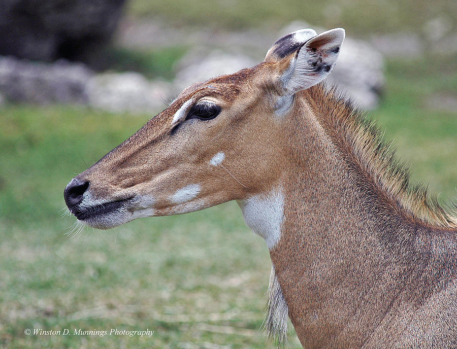 Persian Gazelle #7 Photograph by Winston D Munnings