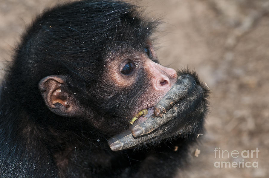 Peruvian Spider Monkey #7 Photograph by William H. Mullins