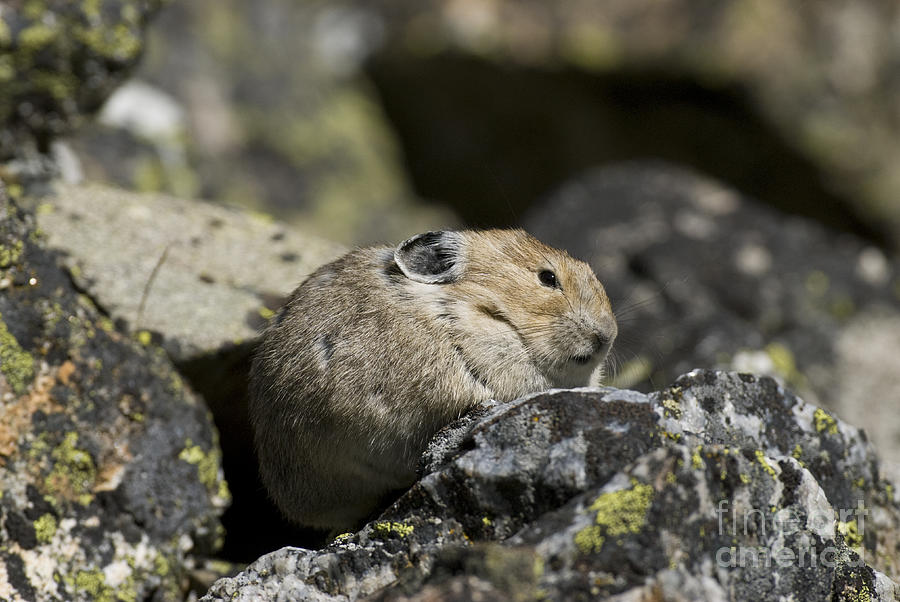 Nature Photograph - Pika #7 by William H. Mullins