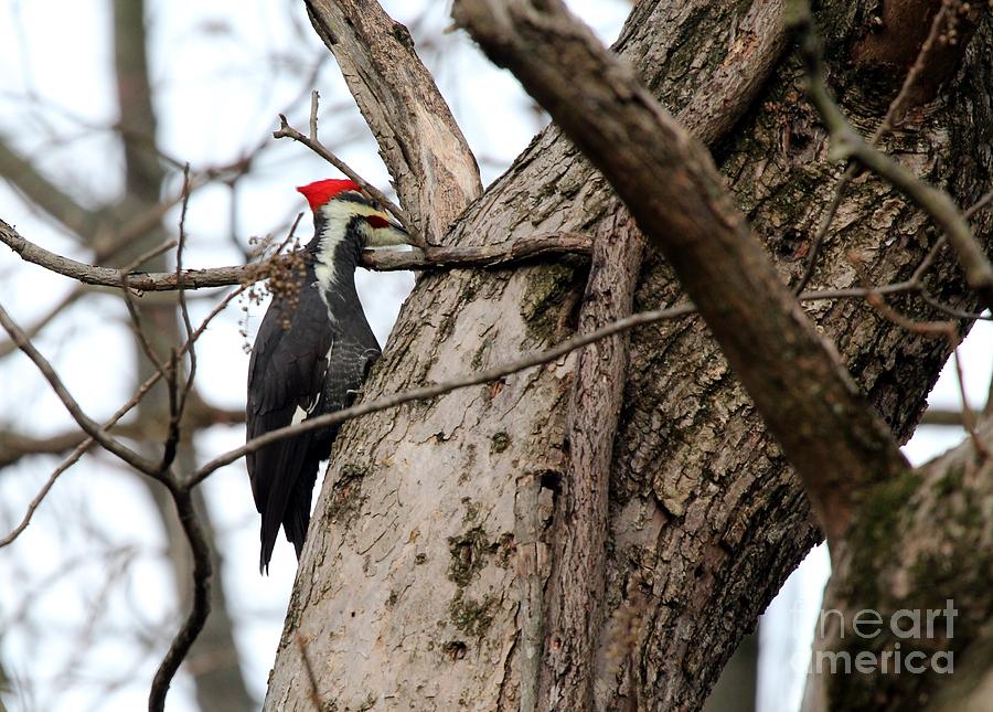 Pileated Woodpecker #7 Photograph by Jack R Brock