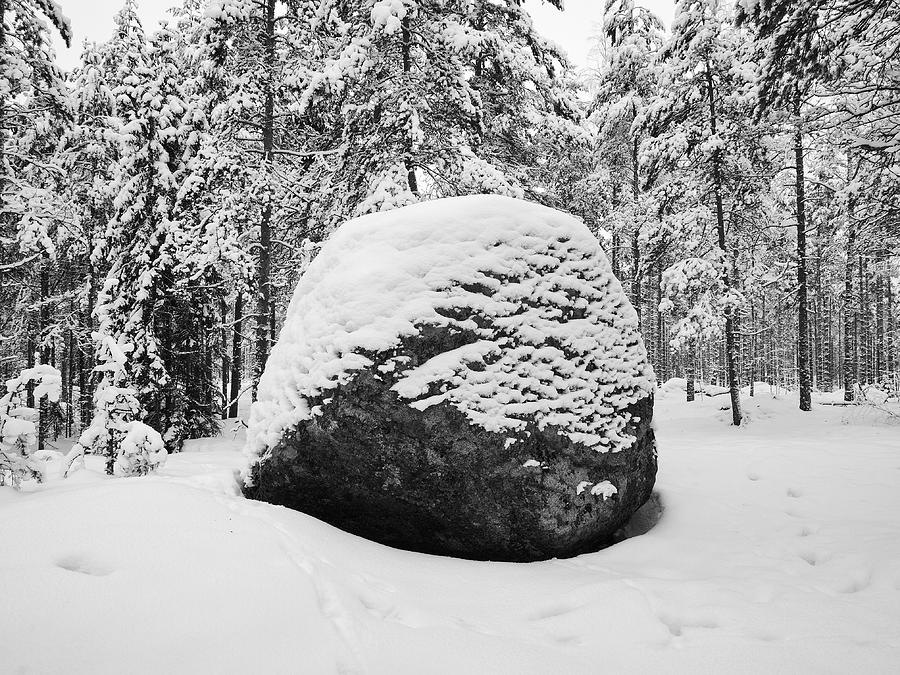 Pine forest winter #5 Photograph by Jouko Lehto