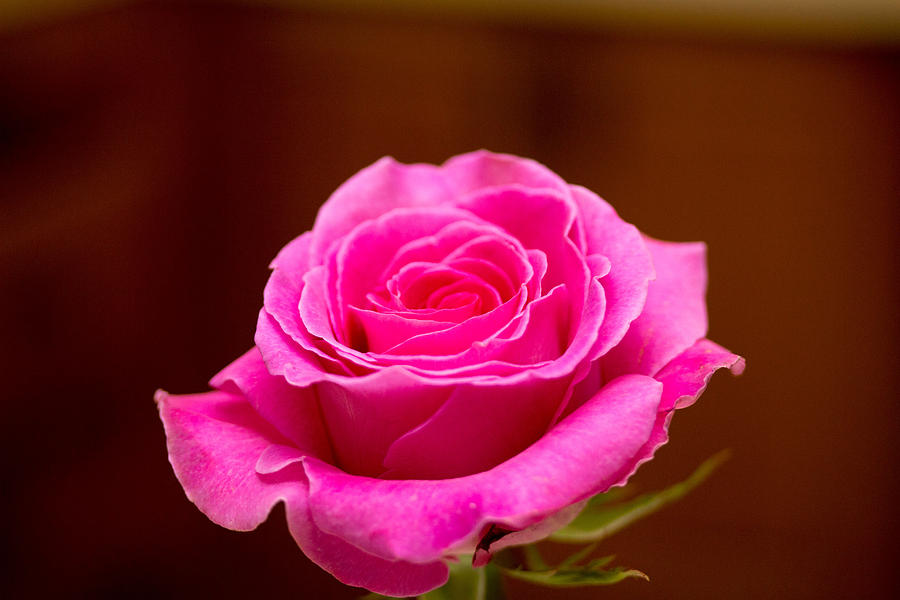 Pink rose #7 Photograph by Susan Jensen