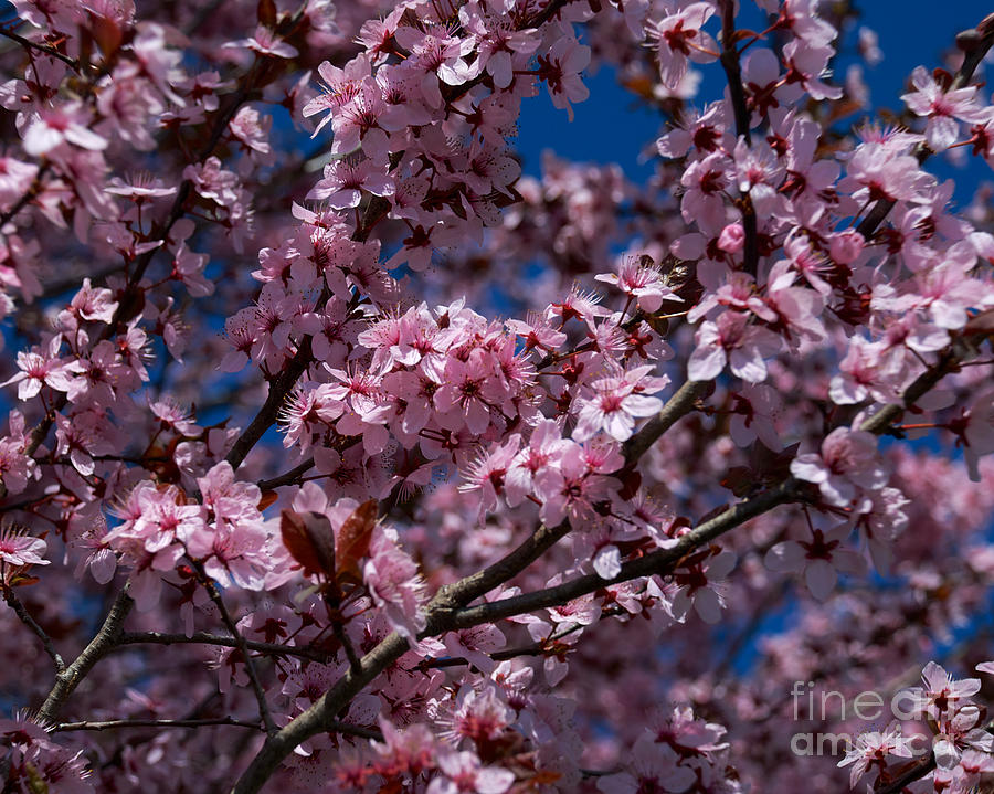 Plum Tree Flowers #7 Photograph by Mark Dodd