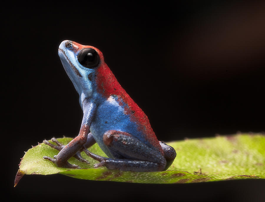 Poison dart frog #7 Photograph by Dirk Ercken