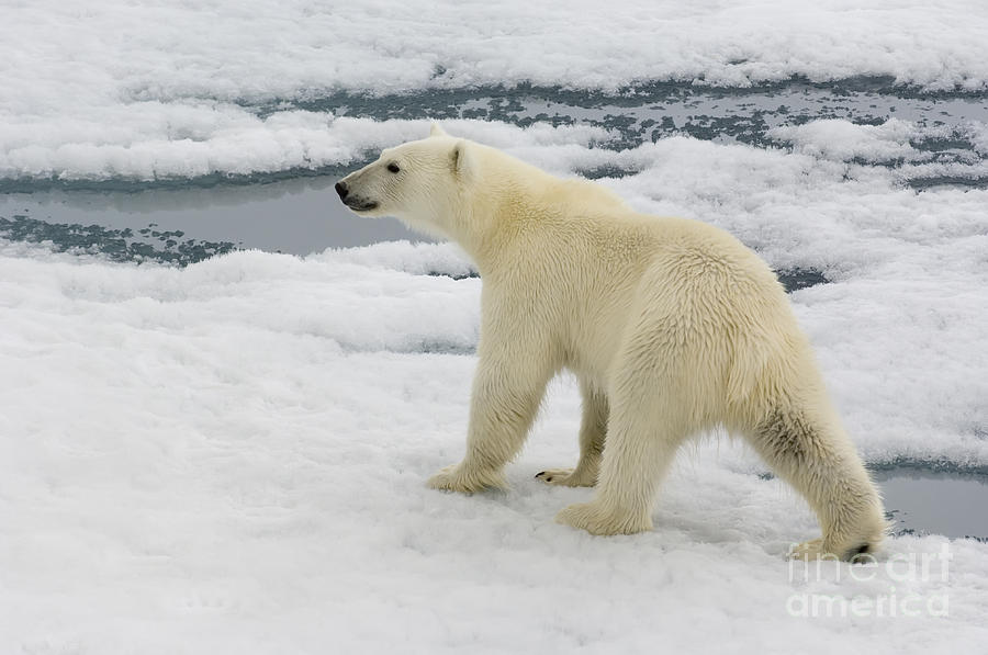 Polar Bear Crossing Ice Floe #7 Photograph by John Shaw