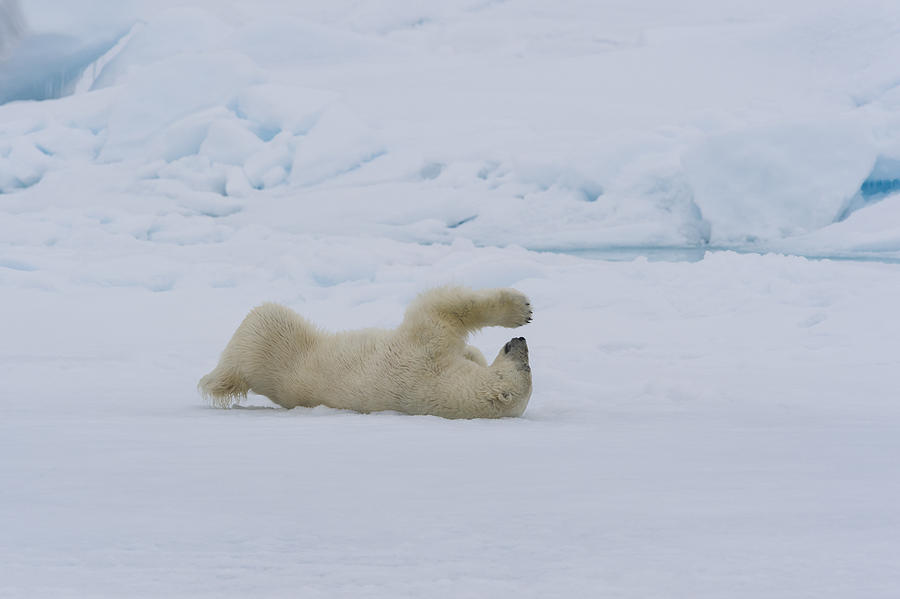 Polar Bear Rolling In Snow Photograph by John Shaw - Pixels