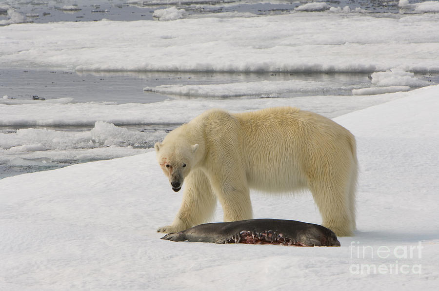 Polar Bear With Fresh Kill #7 Photograph by John Shaw