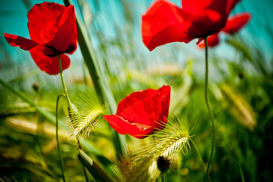 Poppy field and sky #7 Photograph by Raimond Klavins