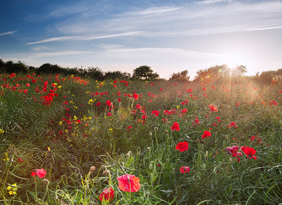 Poppy field landscape in English countryside in Summer Photograph by ...