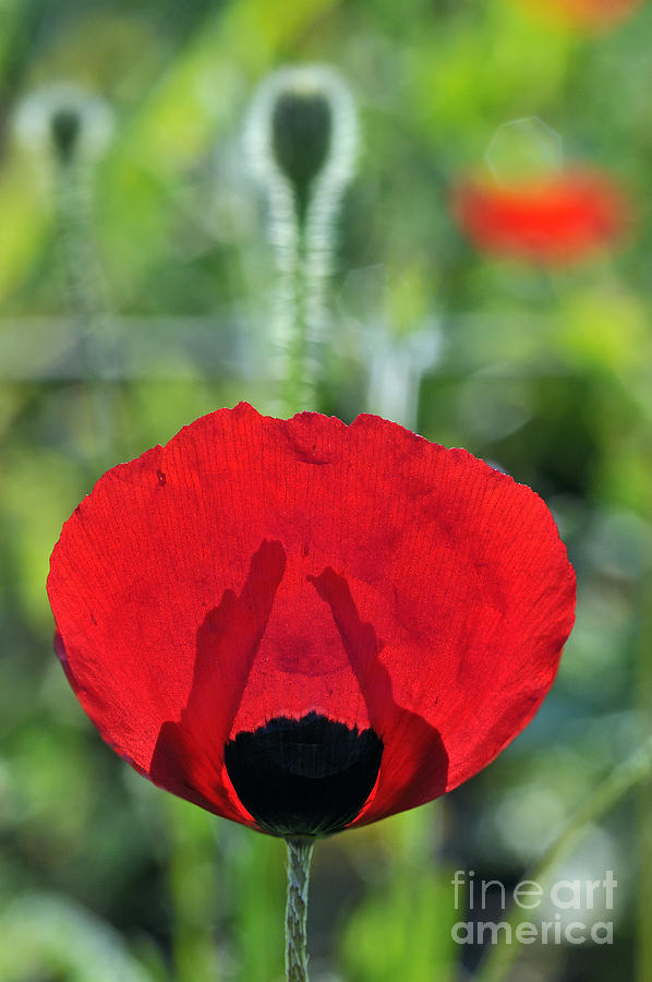 Poppy flower #5 Photograph by George Atsametakis