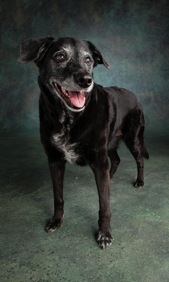 Portrait Of A Labrador Golden Mixed Dog Photograph by Animal Images ...