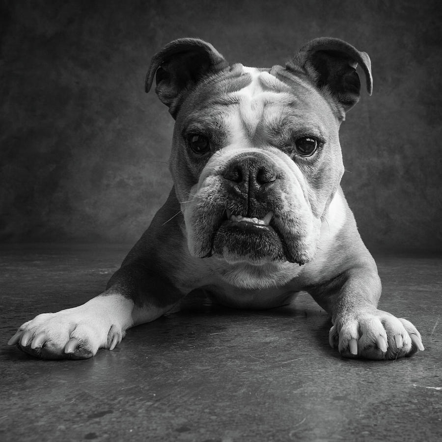 Black And White Photograph - Portrait Of An English Bulldog #7 by Animal Images