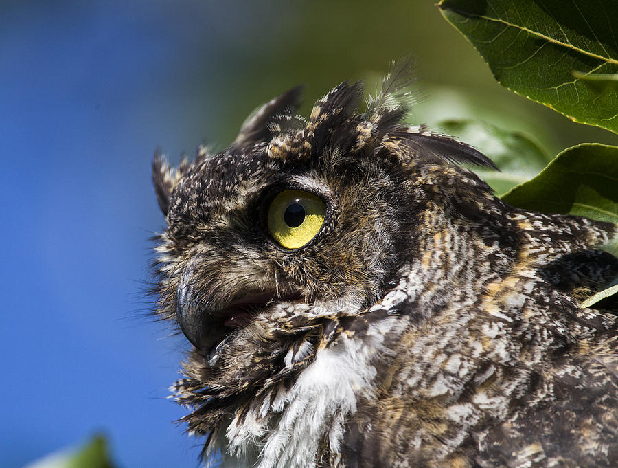 Owl Photograph - Profile #7 by Doug Lloyd