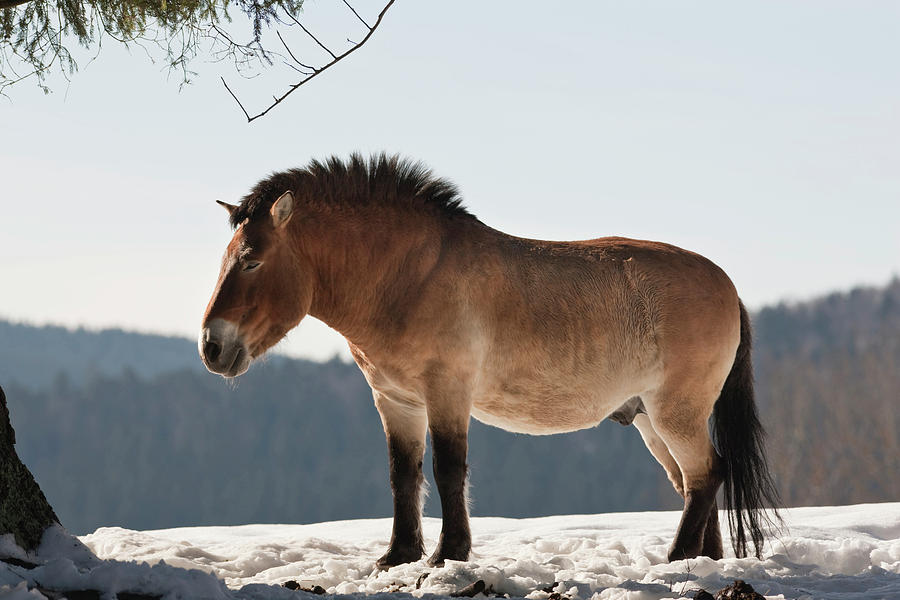 Przewalski's Horse Or Takhi (equus Photograph by Martin Zwick - Fine ...