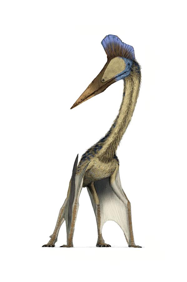 Pterosaur size comparison, illustration - Stock Image - C027/5871 - Science  Photo Library