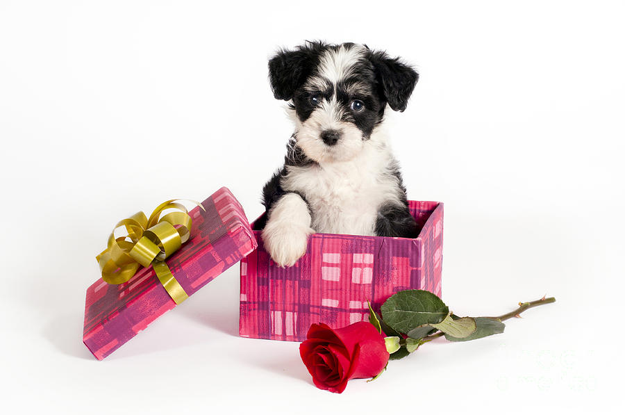 Puppy for present. Photograph by Borislav Stefanov | Fine Art America