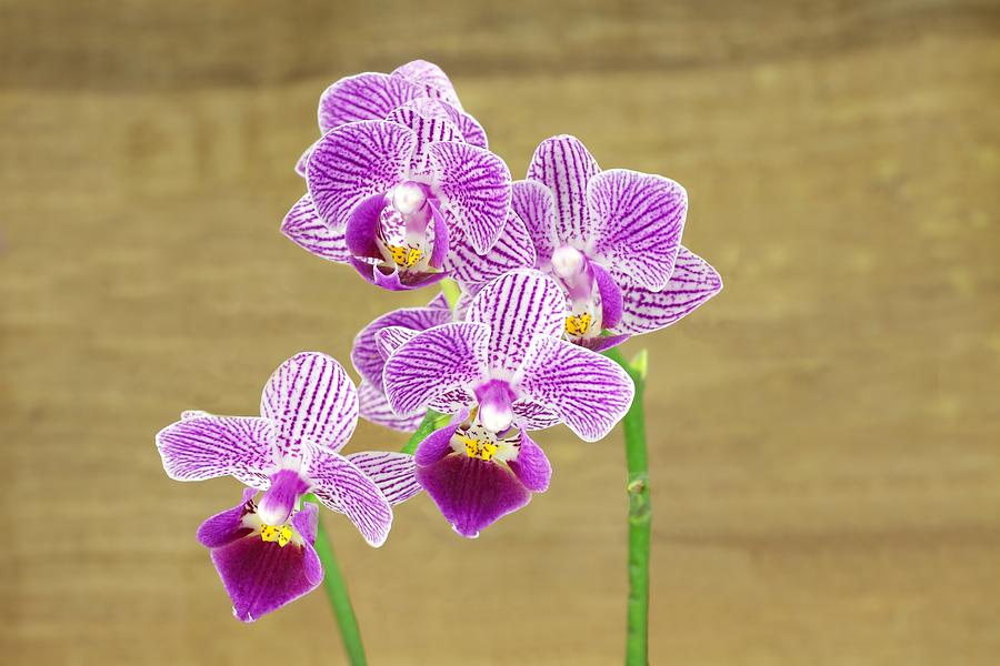 Orchid Photograph - Purple Orchid #7 by Rudy Umans